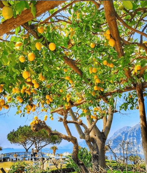 Limón de Amalfi